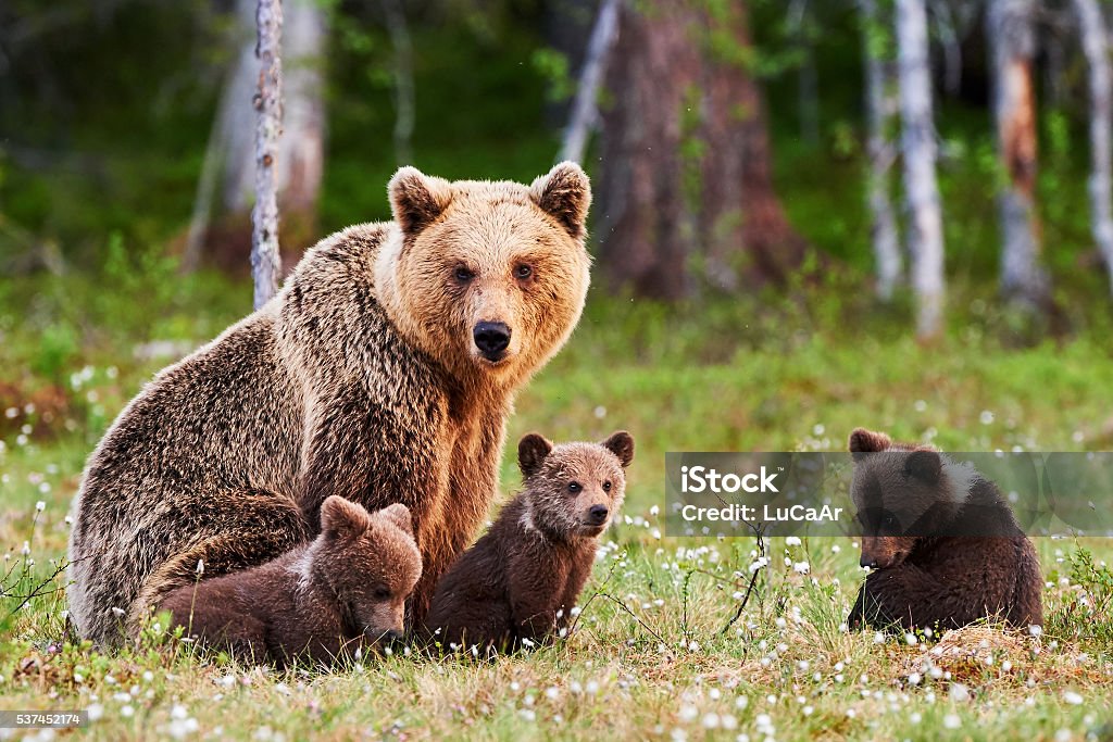 Mother brown bear and her cubs Brown mother bear protecting her cubs in a Finnish forest Bear Stock Photo