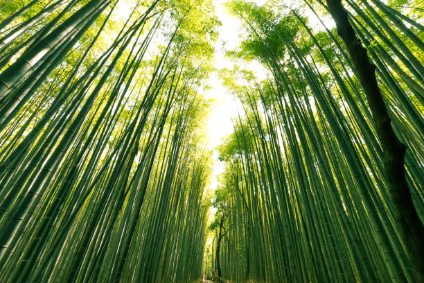 istock Path to Bamboo Forest, Arashiyama, Kyoto, Japan 537452676