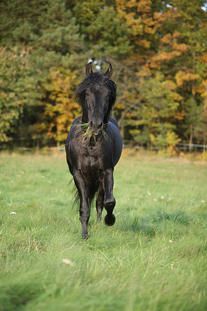 istock Gorgeous black stallion running in autumn 537452843