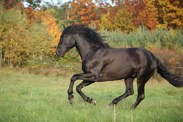 istock Gorgeous black stallion running in autumn 537452845