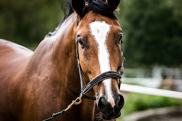 istock Portrait of chestnut horse on farm 537453061