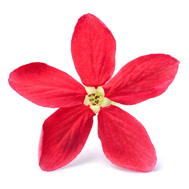 istock Red flower of Rangoon creeper on white background 537453937