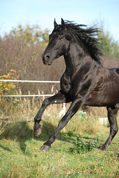istock Gorgeous black stallion running in autumn 537453993