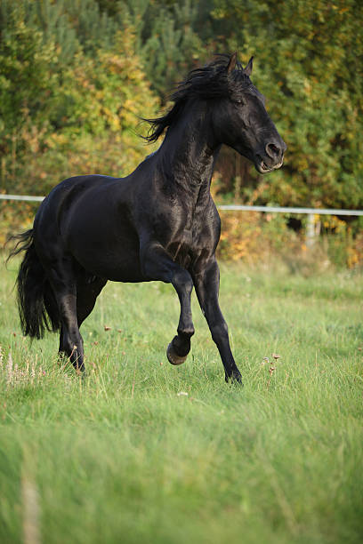 istock Gorgeous black stallion running in autumn 537453997