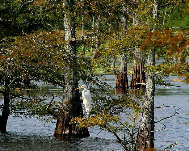 istock Egret in the swamp 537454331