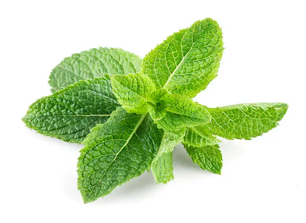 Photo of Mint isolated on white background