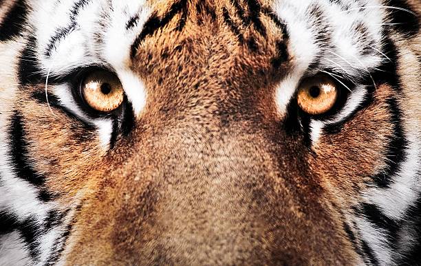 eyes of the tiger Сlose up of a tiger's face  siberian tiger photos stock pictures, royalty-free photos & images