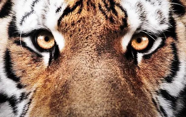 Photo of eyes of the tiger