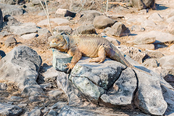 Wild land iguana (Conolophus pallidus) on Santa Fe island  in Galapagos, Ecuador
