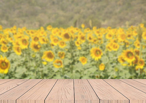 istock Empty wooden table and blur sunflower field background 537455648