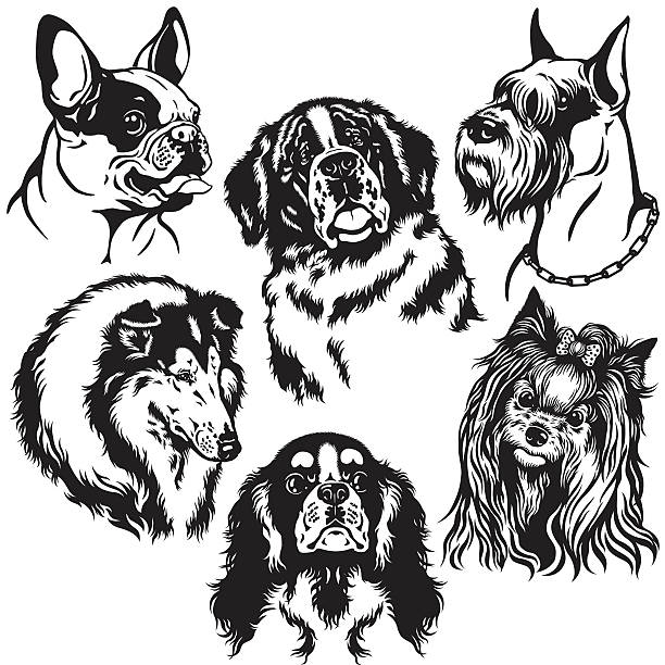 ilustraciones, imágenes clip art, dibujos animados e iconos de stock de juego con cabezales de perros - pastor escoces