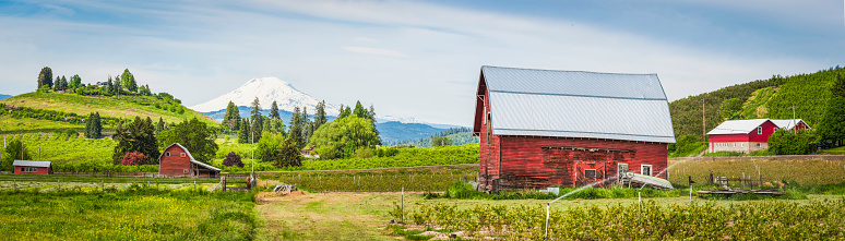 Red wooden barns set amongst the vibrant green farmland and crop fields of the Pacific Northwest overlooked by the iconic snow capped cone of Mt Adams (3743m), Washington, USA. ProPhoto RGB profile for maximum color fidelity and gamut.