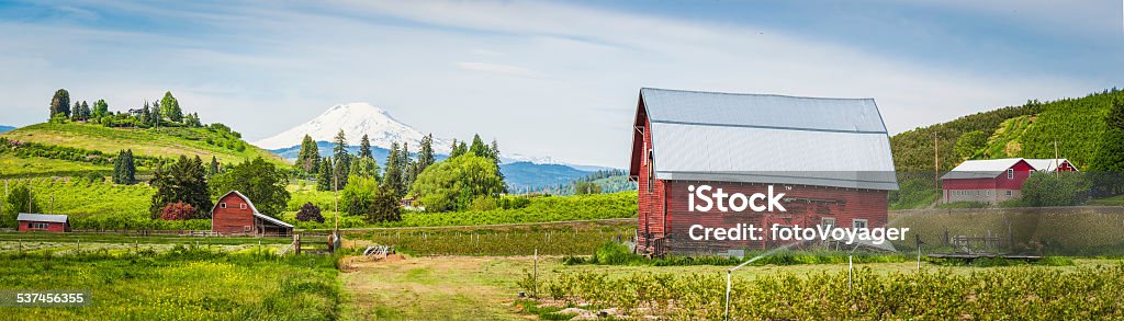 Red barn green farm agricultural landscape white mountain peak panorama Red wooden barns set amongst the vibrant green farmland and crop fields of the Pacific Northwest overlooked by the iconic snow capped cone of Mt Adams (3743m), Washington, USA. ProPhoto RGB profile for maximum color fidelity and gamut. Farm Stock Photo