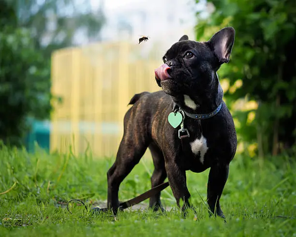 Photo of Funny dog catches Bumblebee language