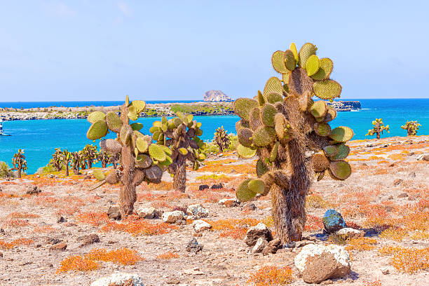 Cactus trees in Galapagos islands cactus forest and ocean at Galapagos island of Santa Fe. santa cruz island galapagos islands stock pictures, royalty-free photos & images