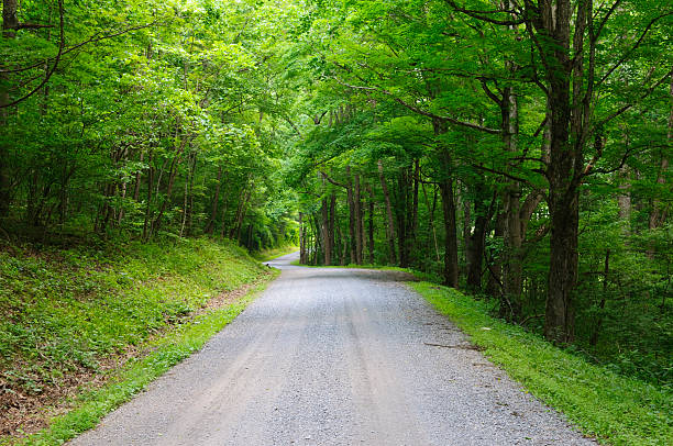 A gravel road through a green forest in summer. Location is Southwest Virginia, state route 650 in Smyth County, VA