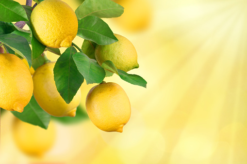 Bunch with citrus fruits and yellow background.