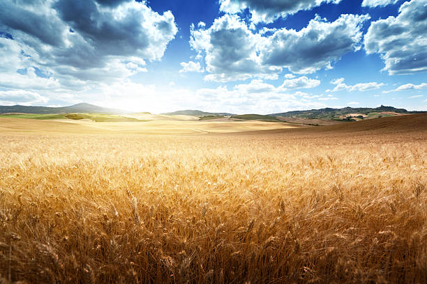 cebada hills, toscana, italia - barley grass crop field fotografías e imágenes de stock