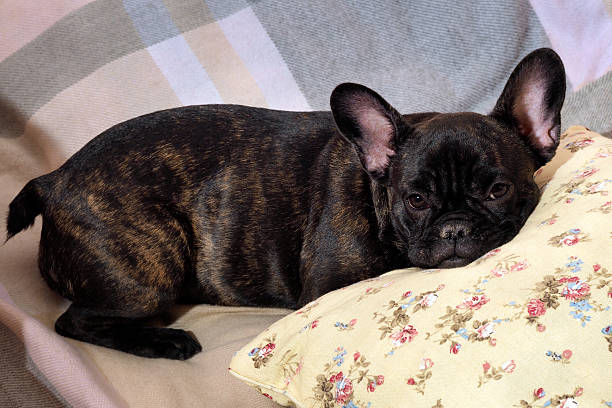 istock Dog lying on the bed, on the pillow 537457288