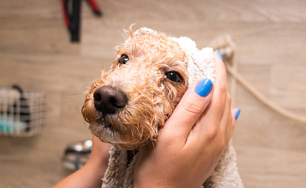 coraz kąpieli! - standard poodle zdjęcia i obrazy z banku zdjęć