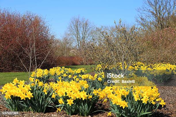 Frühling Im Park Stockfoto und mehr Bilder von 2015 - 2015, Baum, Blume