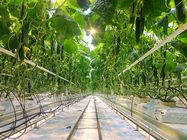 istock growing of cucumber in greenhouse 537457574