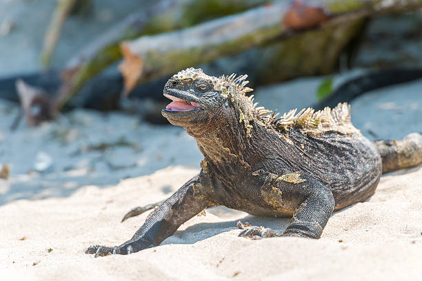 istock Marine Iguana on Galapagos Islands 537457690