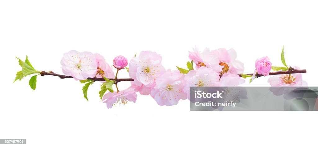 Blossoming pink tree Flowers Blossoming fresh pink sacura cherry  tree branches with flowers against white background 2015 Stock Photo