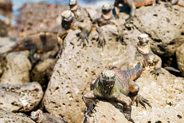 istock Marine Iguana on Galapagos Islands 537458298