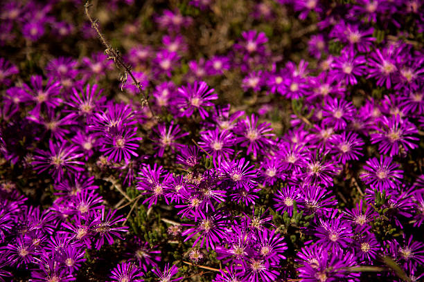 Aptenia cordifolia - fotografia de stock