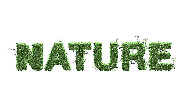 istock Nature text from green ivy leaves on white background 537458860