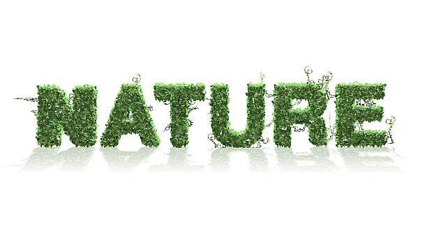 istock Nature text from green ivy leaves on white background 537459268