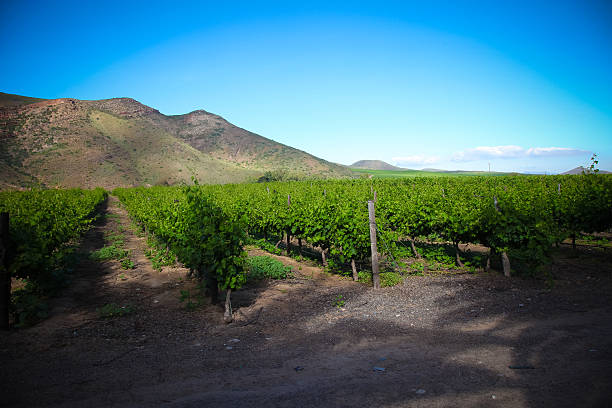 istock South Africa wineyards 537460038