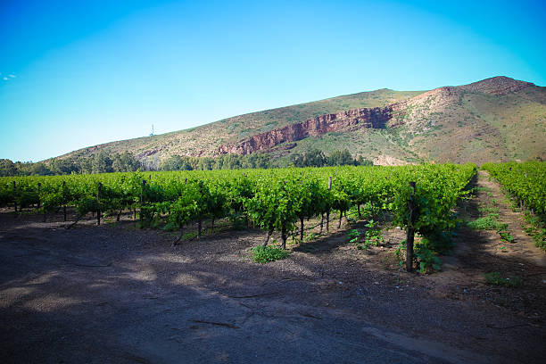 istock South Africa wineyards 537460158