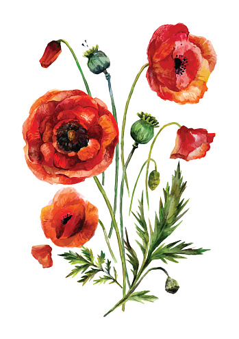 Watercolor flowers bouquet. Hand-drawn vintage red poppies isolated on white background.