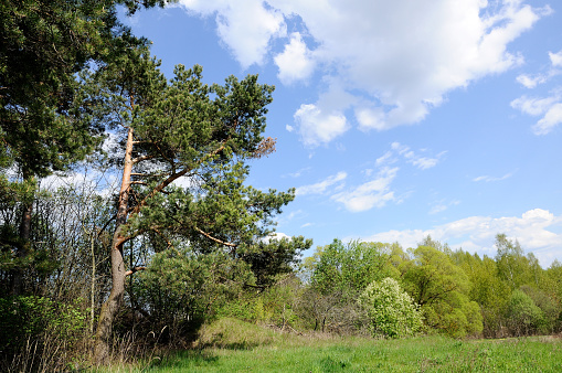 pines on the edge of a glade under the spring blue sky