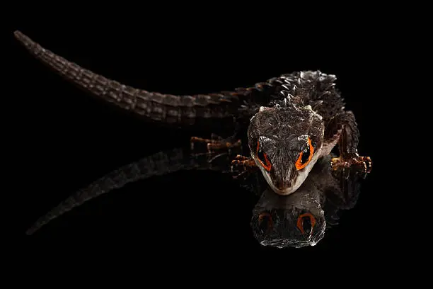 Closeup Red-eyed crocodile skink, tribolonotus gracilis, isolated on Black background