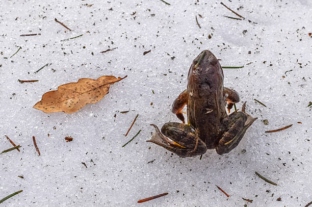 Small frog and oak's leaf on snow in the forest of Russia