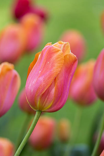 istock Beautiful purple,yellow tulips in spring 537463830