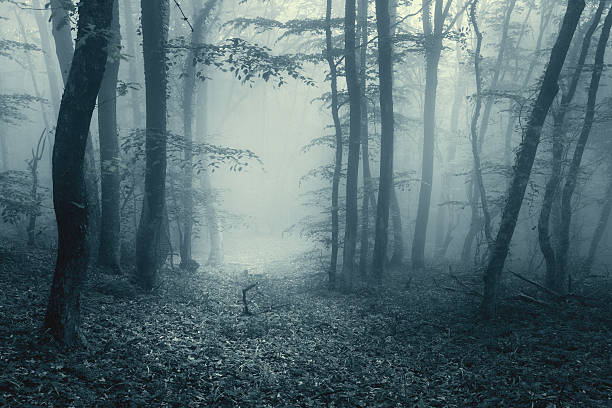pfad durch einen magischen wald im nebel mit klassisch tonung - forest dark woods spooky stock-fotos und bilder