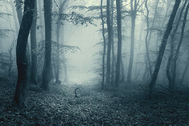 percorso attraverso una foresta con nebbia con magia annata tonificante - fog road spooky mist foto e immagini stock