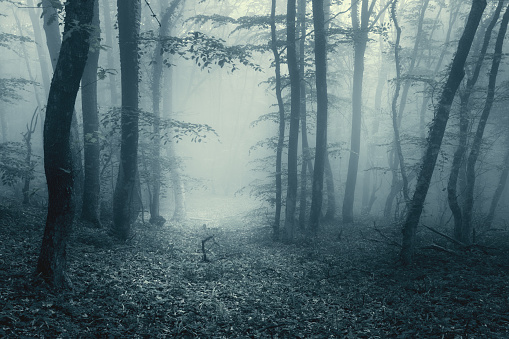 Trail through a magic forest in fog with vintage toning