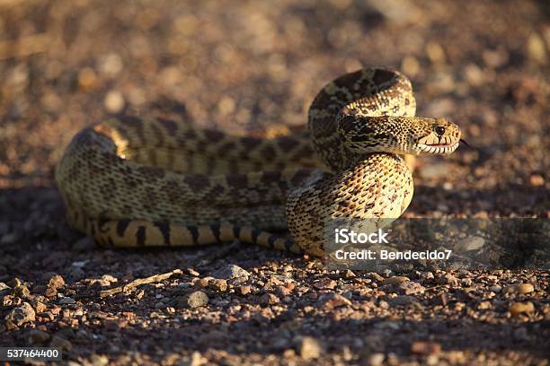 Colorful Snake Stock Photo - Download Image Now - Animal, Animal Wildlife,  Animals In The Wild - iStock
