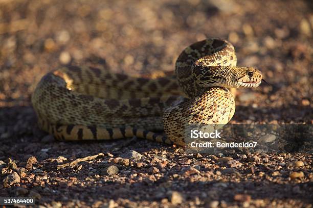 Colorful Snake Stock Photo - Download Image Now - Animal, Animal Wildlife, Animals In The Wild - iStock Colorful Snake Stock Photo - Download Image Now - Animal, Animal Wildlife, Animals In The Wild - iStock