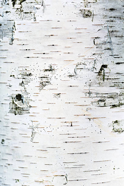 istock close up of birch tree bark details - background or 537466226