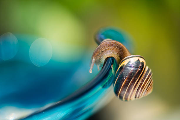 A common garden snail about to enter a swimming pool.