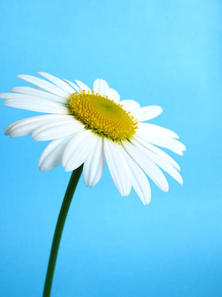 daisy - flower head sunflower chrysanthemum single flower photos et images de collection