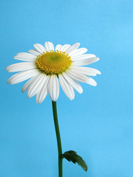 daisy - flower head sunflower chrysanthemum single flower photos et images de collection