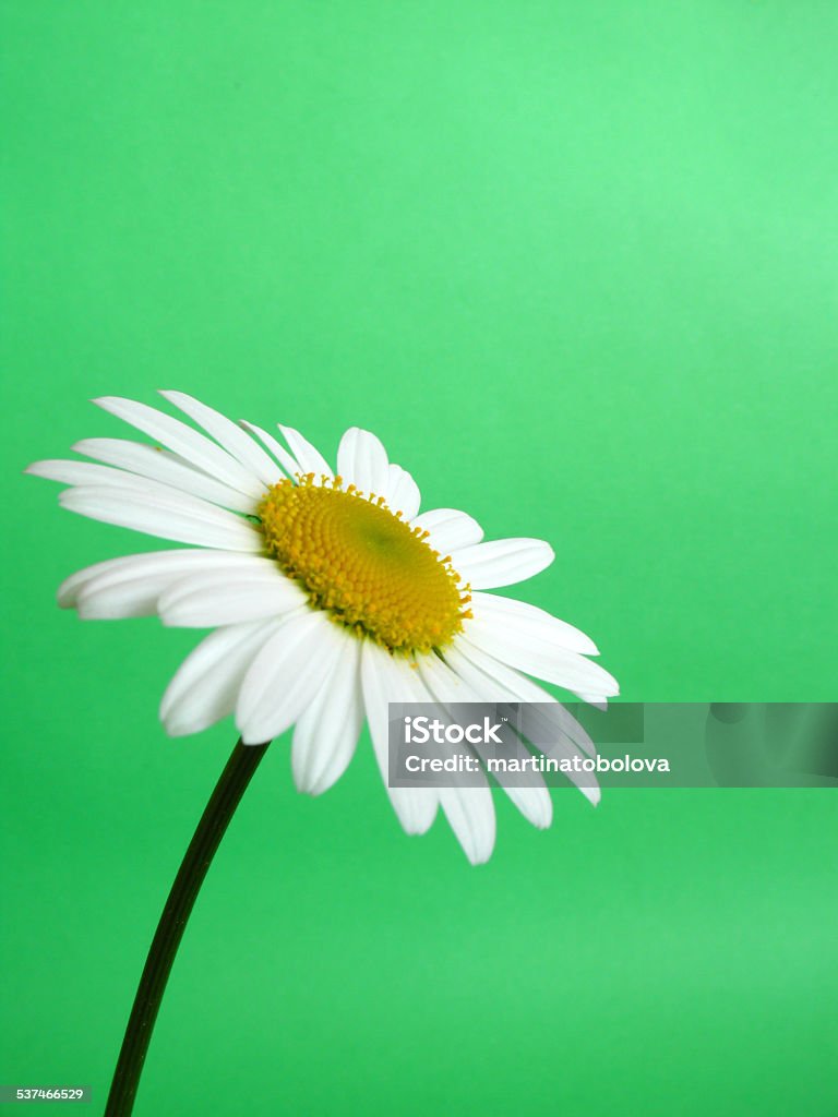 Daisy White Daisies in a close-up image 2015 Stock Photo