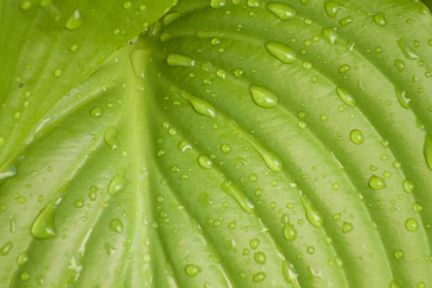 istock texture of green wet leaf as background 537466626